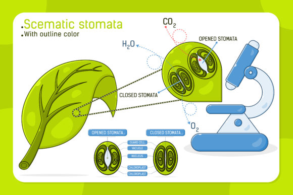 Schematic Stomata Infographic Template Review for Real Embroidery Projects